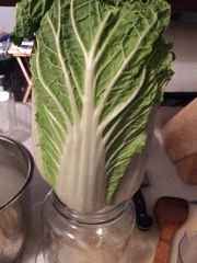 Jam the Cabbage